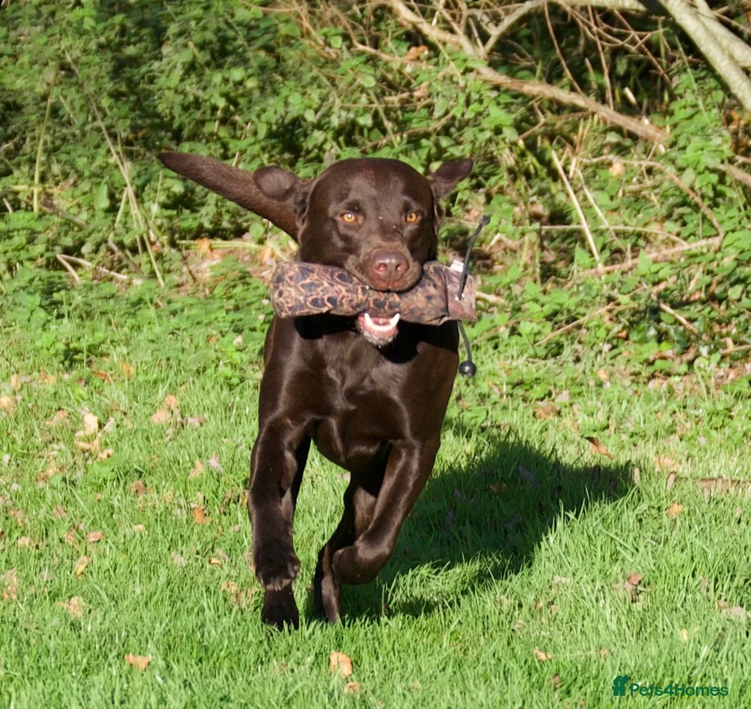 Labrador Retriever dogs for stud: Labrador stud 0/0 hips, extensively health tested - Advert 2