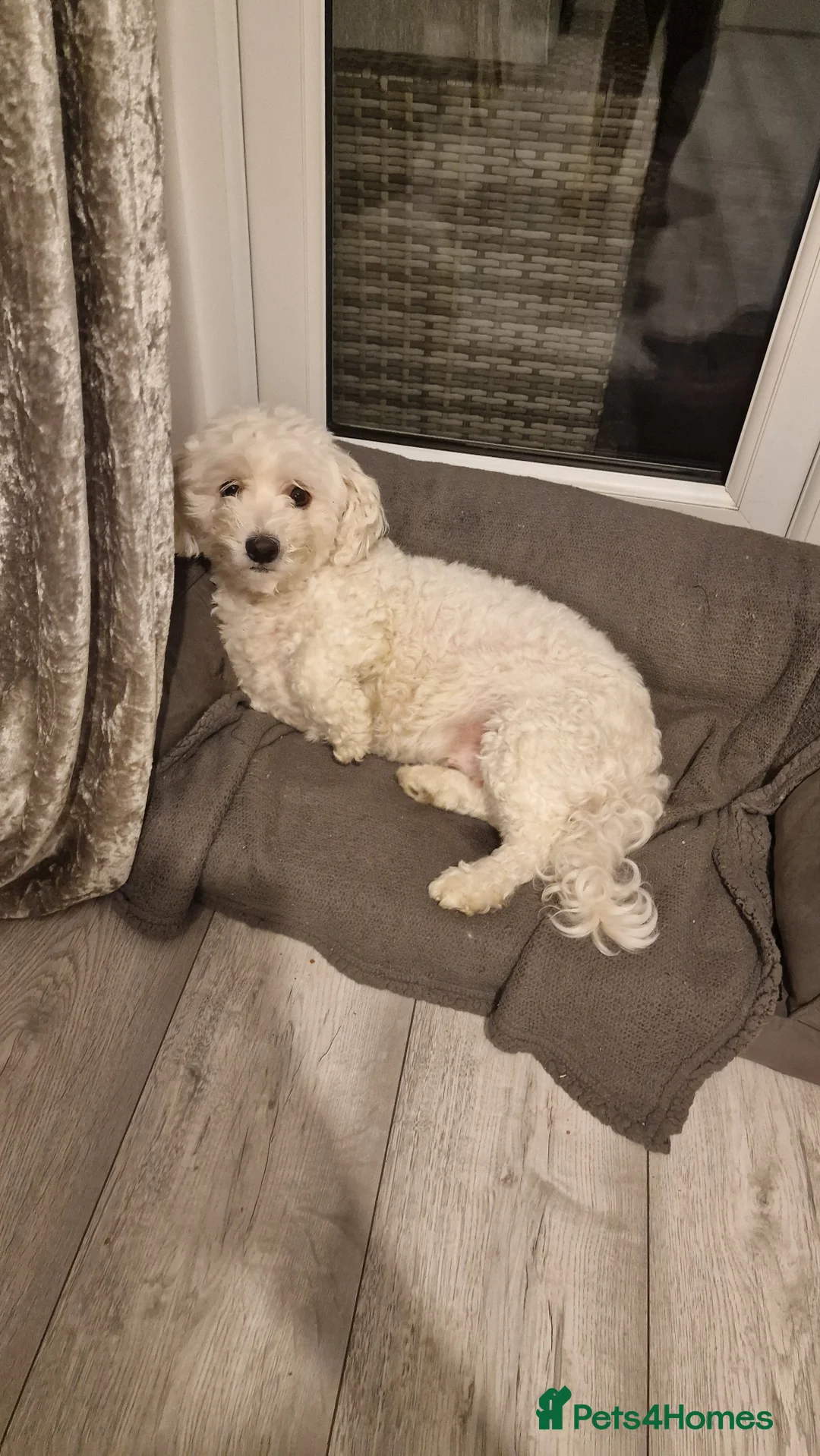 Bichon Frise dogs for stud: Bella - Advert 3