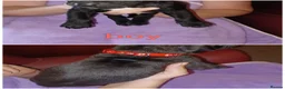 Mixed Breed dogs for sale: Presa corso pup's  - Advert 6
