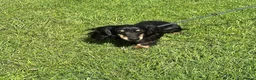 Miniature Dachshund dogs for sale: Silver dapple and tan longhaired boy - Advert 6