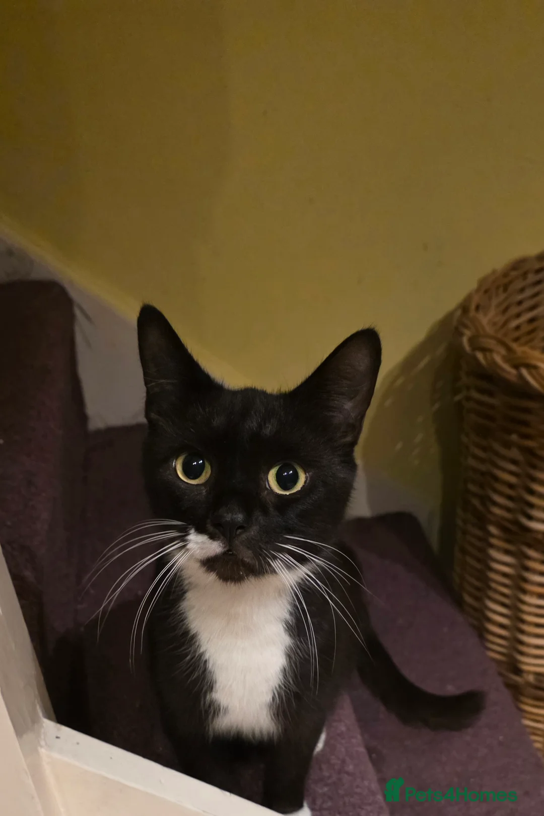 Mixed Breed cats for sale: Kittens for sale! - Advert 2