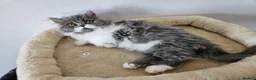 Persian cats for sale: Stuning Persian Girls - Advert 27