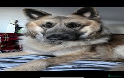 German Shepherd dogs for sale: Zeus German shepherd was  4 years old in July  - Image 3