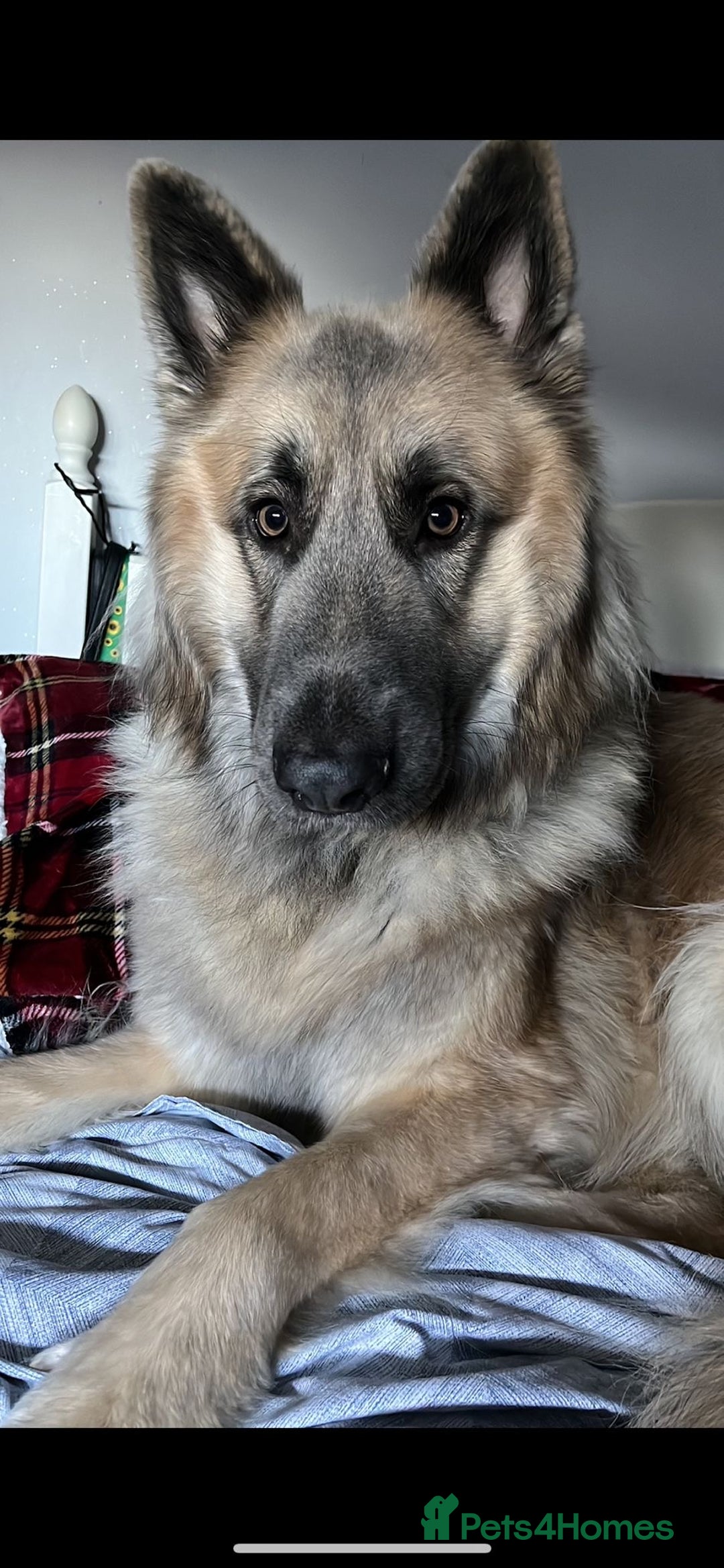 German Shepherd dogs for sale: Zeus German shepherd was  4 years old in July  - Image 3