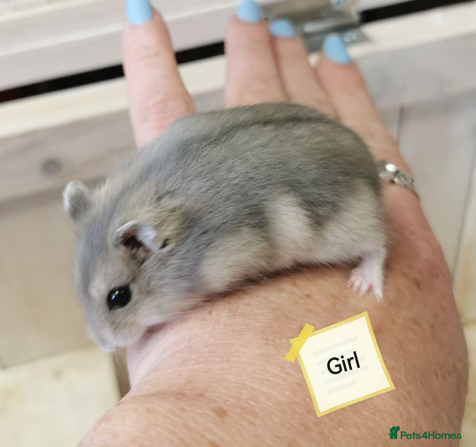 Hamster rodents Baby Winter white dwarf hamsters  - Advert 6