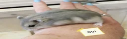 Hamster rodents for sale: Baby Winter white dwarf hamsters  - Advert 1