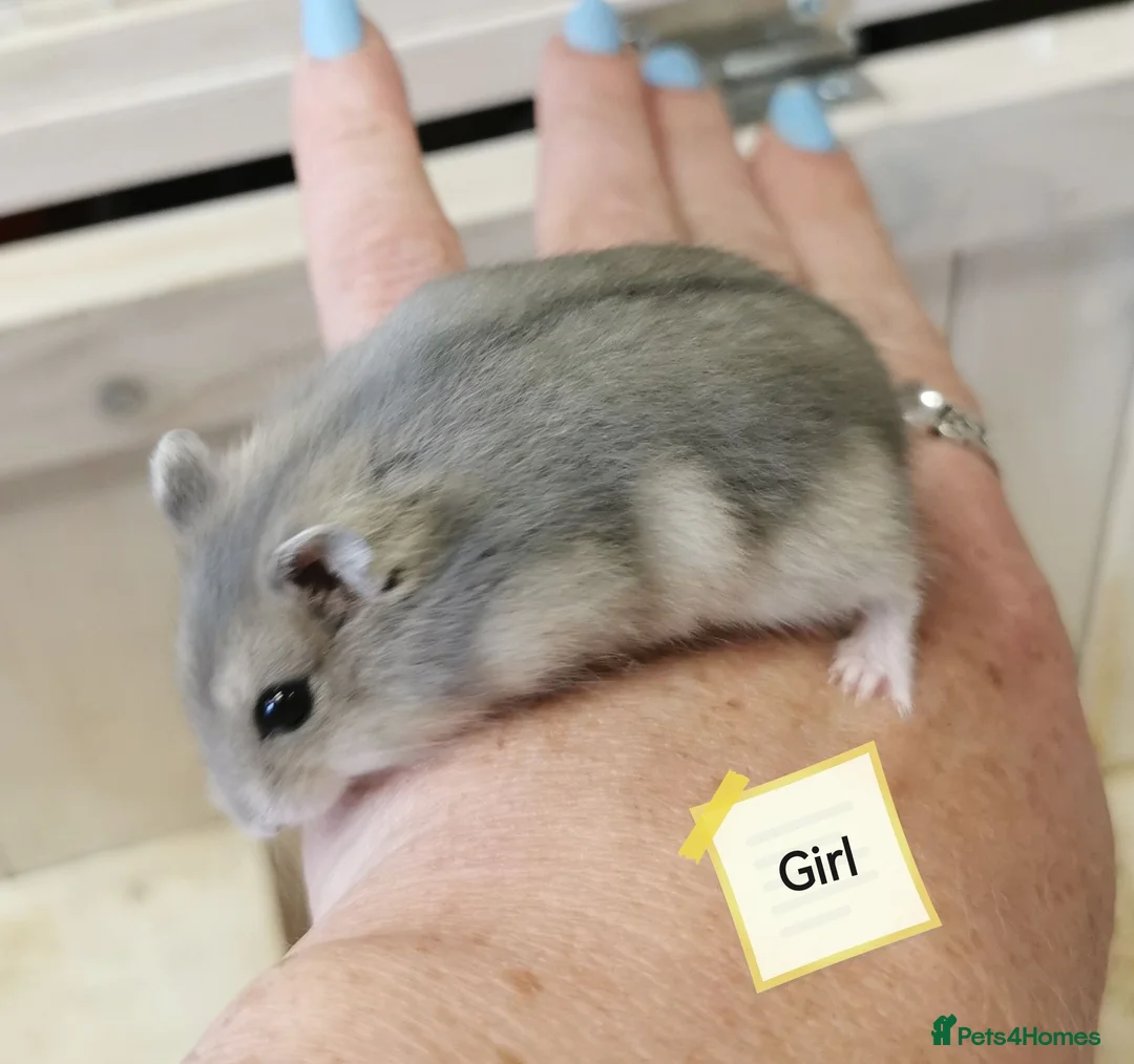Hamster rodents for sale: Baby Winter white dwarf hamsters  - Advert 1