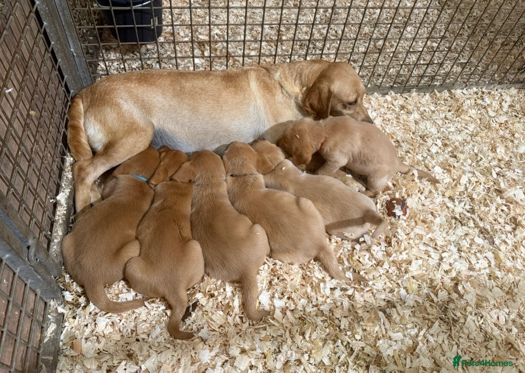 Labrador Retriever dogs for stud: Health clear,hip scored,KC Red Labrador for stud in Darlington - Advert 24