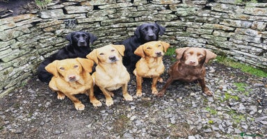 Labrador Retriever dogs 🤎 Chocolate Labrador Puppies, 5* Licensed Breeder - Advert 6
