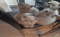 British Shorthair cats for sale: Pure British Short Hair cutties - Image 19
