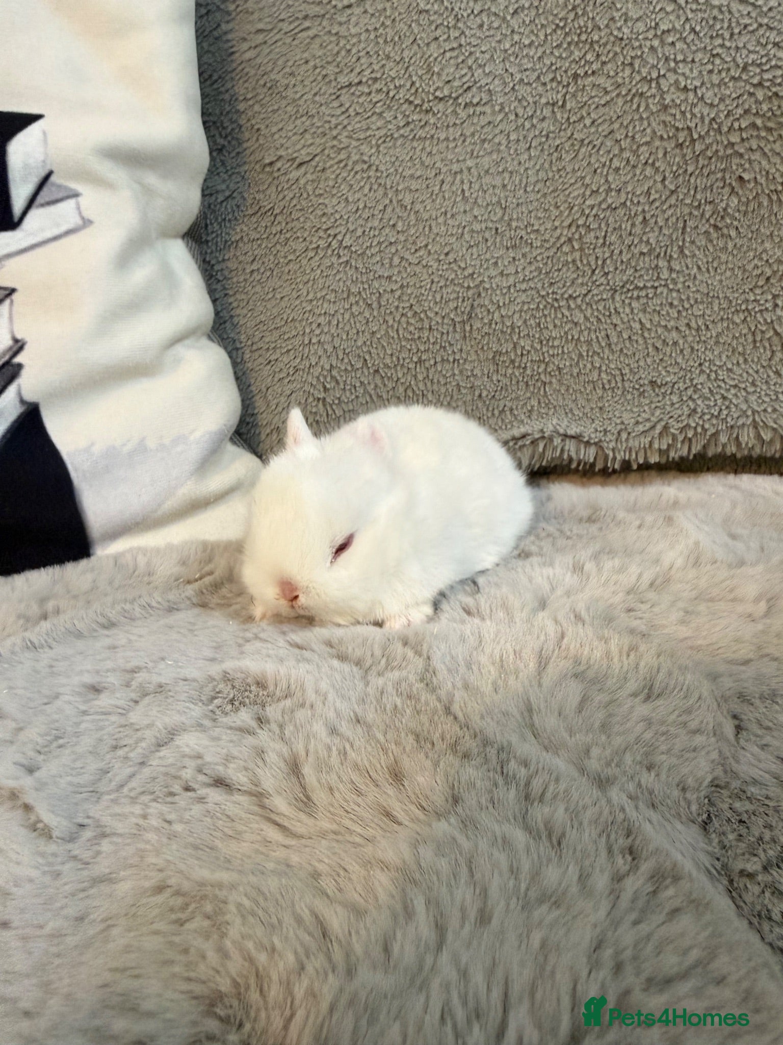 Netherland Dwarf rabbits Cute, cuddly Netherland Dwarf bunnies  - Advert 1