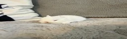 Netherland Dwarf rabbits for sale: Cute, cuddly Netherland Dwarf bunnies  - Advert 5