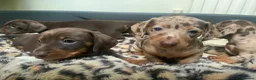 Miniature Dachshund dogs for sale: Funny happy miniature dachshund puppies - Advert 3