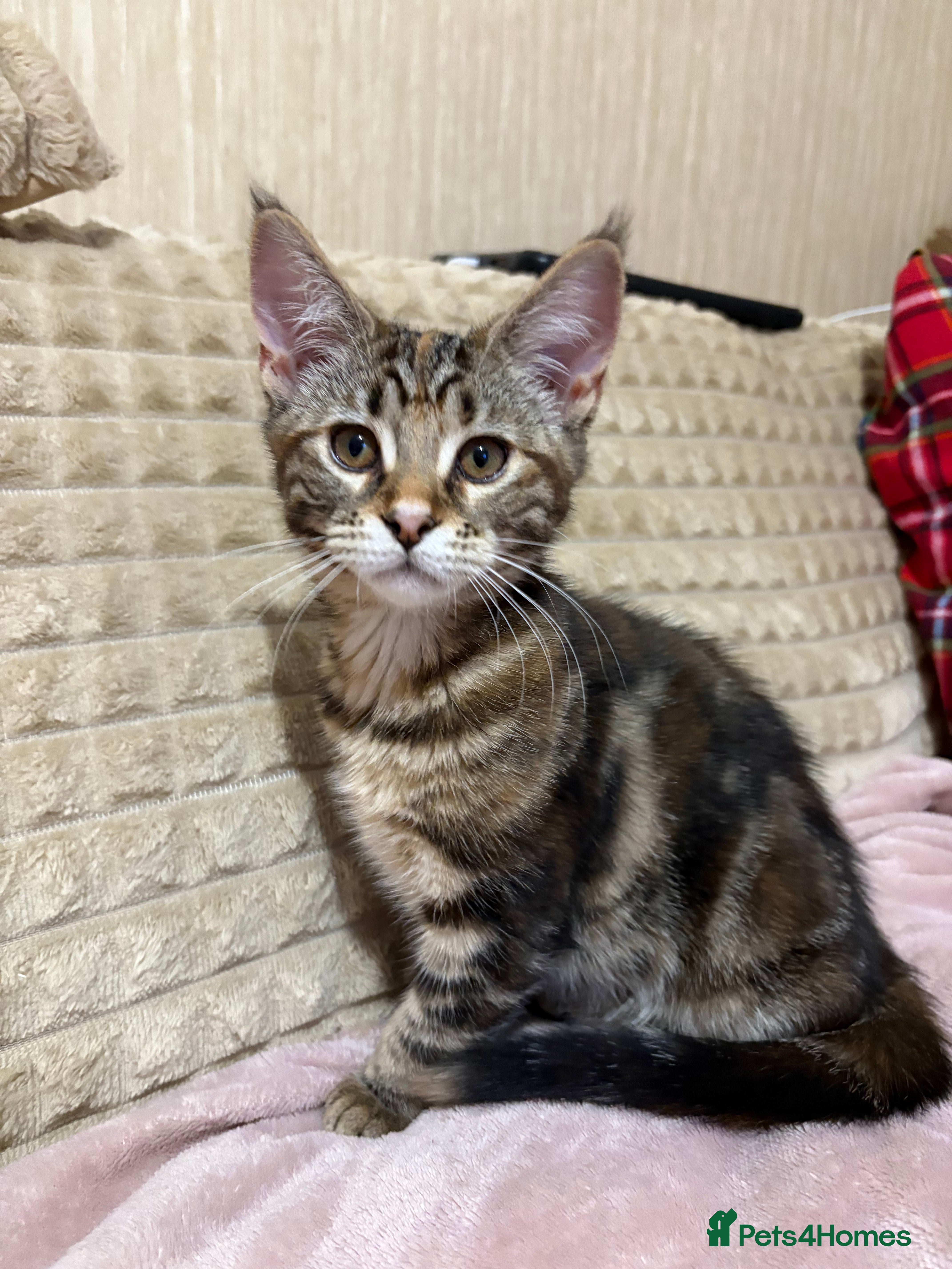 Maine Coon cats Maine Coon Kittens — Fluffy, Friendly - Advert 13