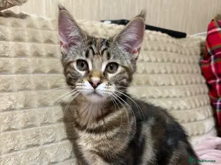 Maine Coon cats Maine Coon Kittens — Fluffy, Friendly - Advert 13