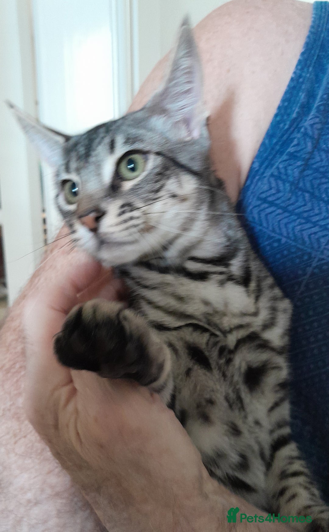 Savannah cats for sale: Full Pedigree TICA reg Savannah Girl Kitten - Image 5