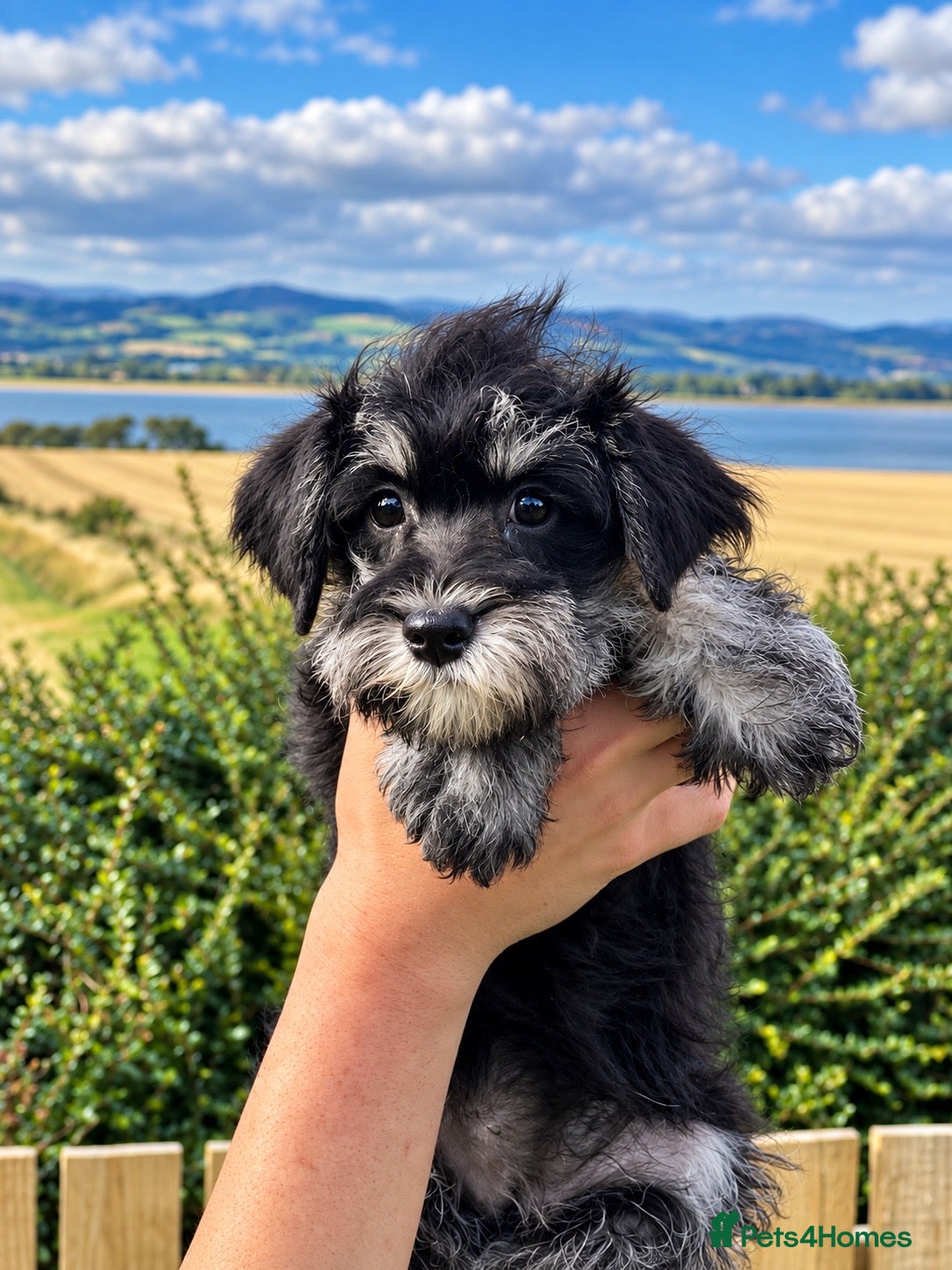 Miniature Schnauzer dogs Top Quality Toy Schnoodles  - Advert 2