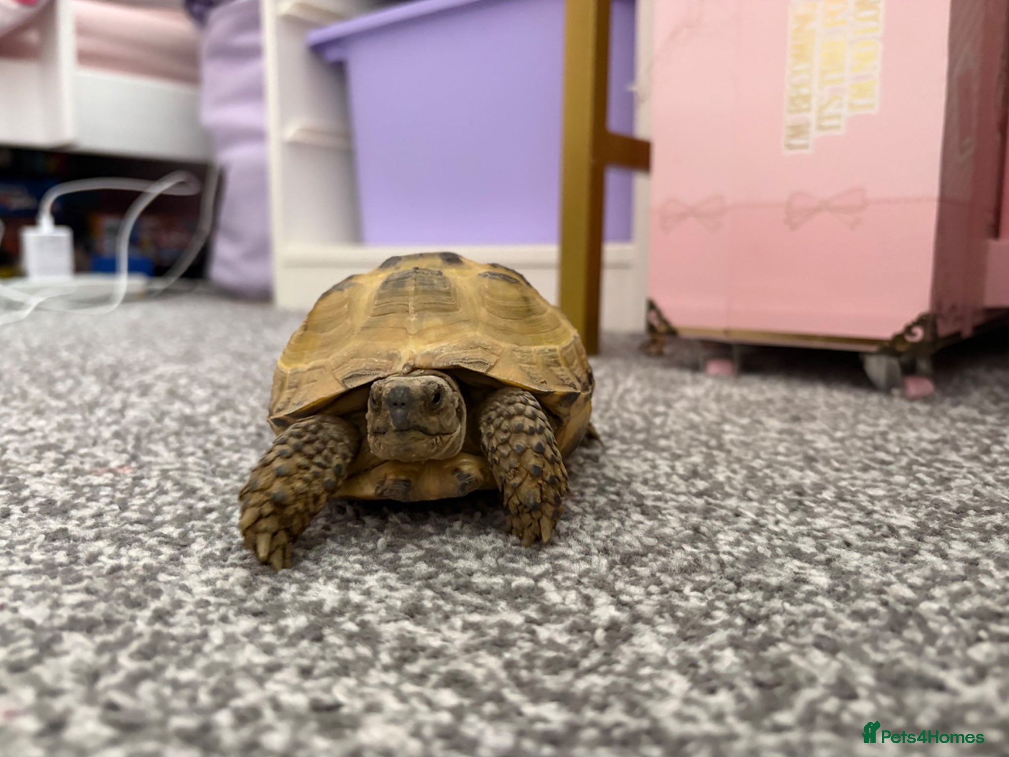 Tortoise reptiles for sale: Horse field tortoise  - Advert 9
