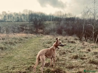 Whippet dogs Blue Fawn Proven Stud - Advert 1