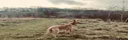 Whippet dogs for stud: Blue Fawn Proven Stud  - Advert 1