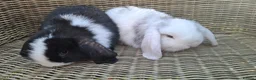 Mini Lop rabbits for sale: Bundles of fluff ready to be reserved  - Advert 10