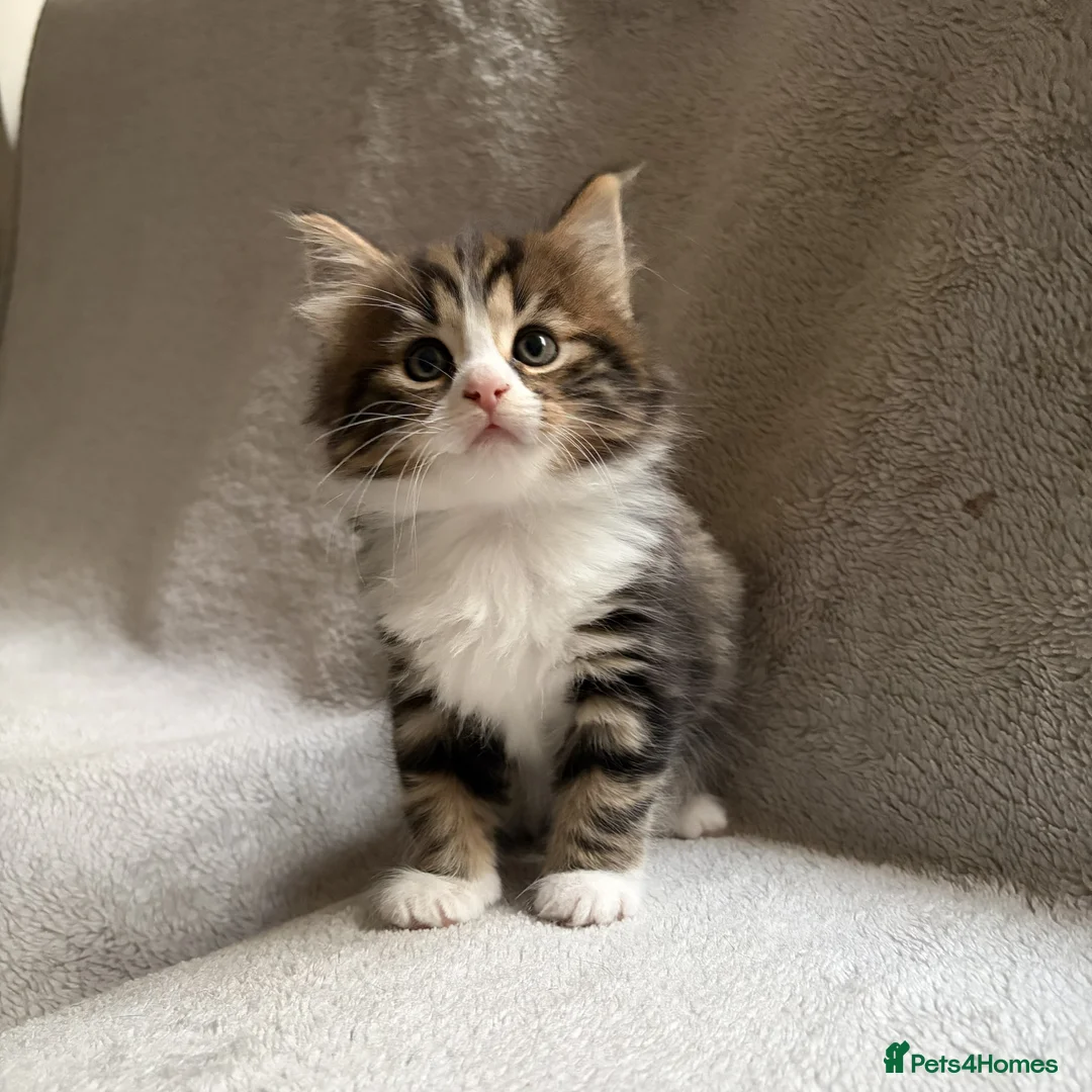 Mixed Breed cats for sale: Adorable Kittens Looking for Their Forever Home - Advert 13