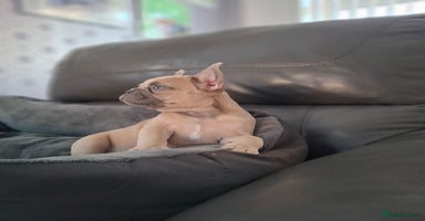 French Bulldog dogs - Advert 2