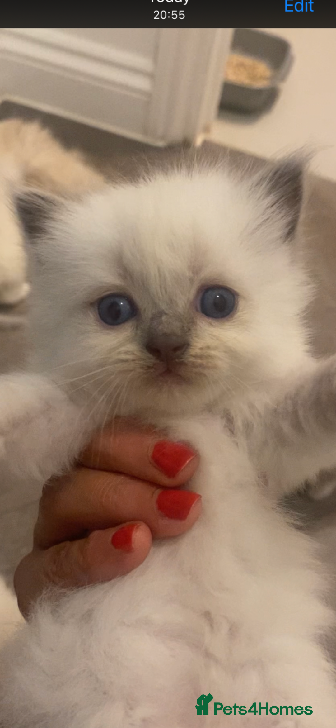 Ragdoll cats for sale: Ragdoll kittens😻 only 1 kitten left 😻ready now  - Image 17