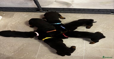 Rottweiler dogs - Advert 4