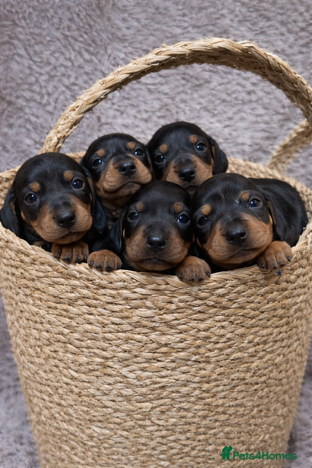 Dachshund dogs Miniature Dachshund Puppies for Sale - Advert 13