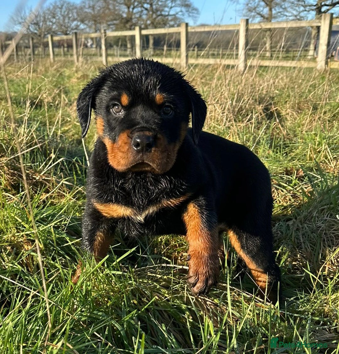 Rottweiler dogs for sale: Stunning chunky Rottweiler puppies - Advert 16