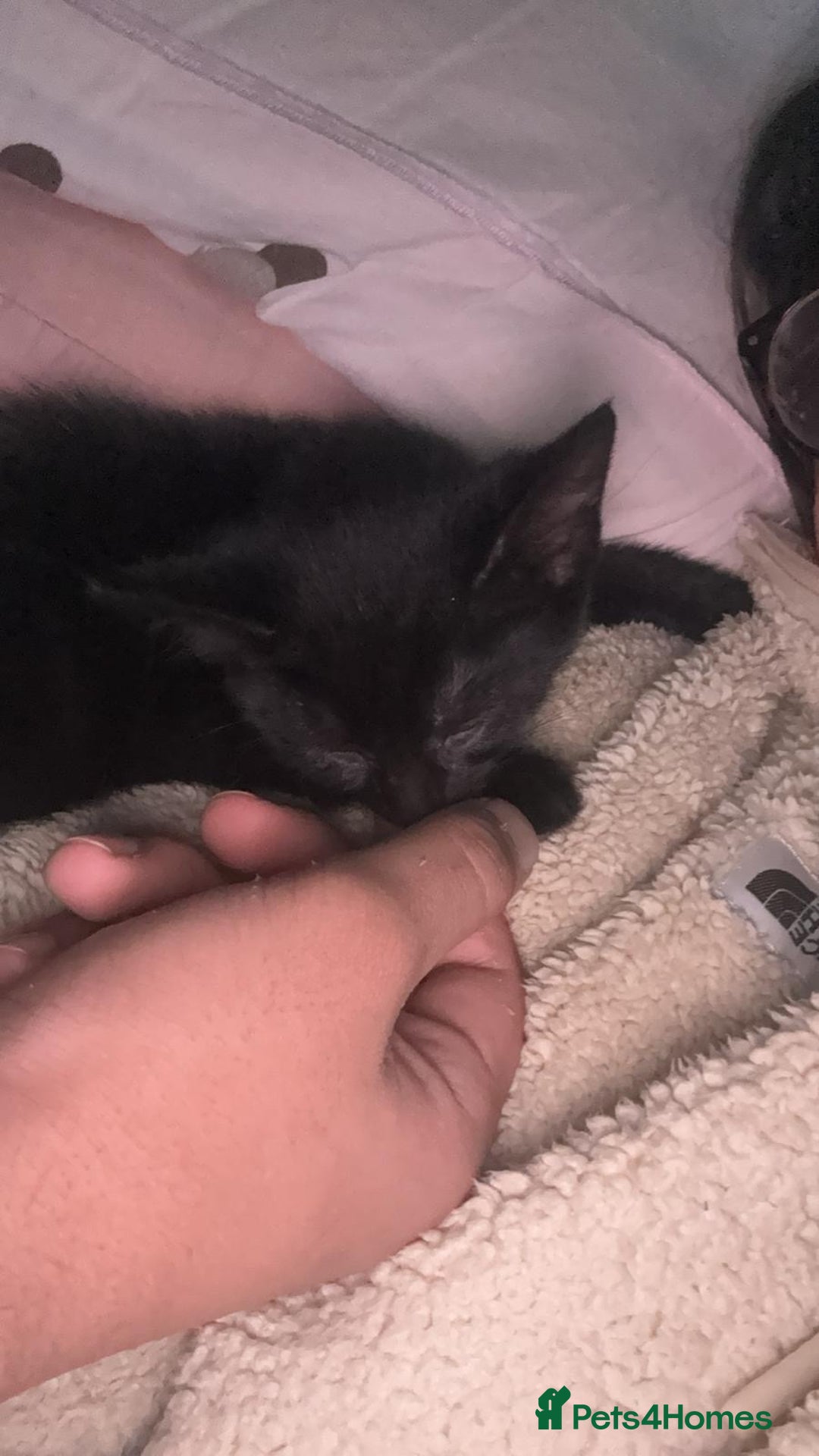 Domestic Shorthair cats for sale: 8 week old black kitten  - Advert 2