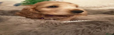 Cocker Spaniel 4