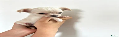 Chihuahua 4