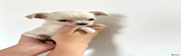 Chihuahua dogs for sale:  Chihuahuas  - Advert 18