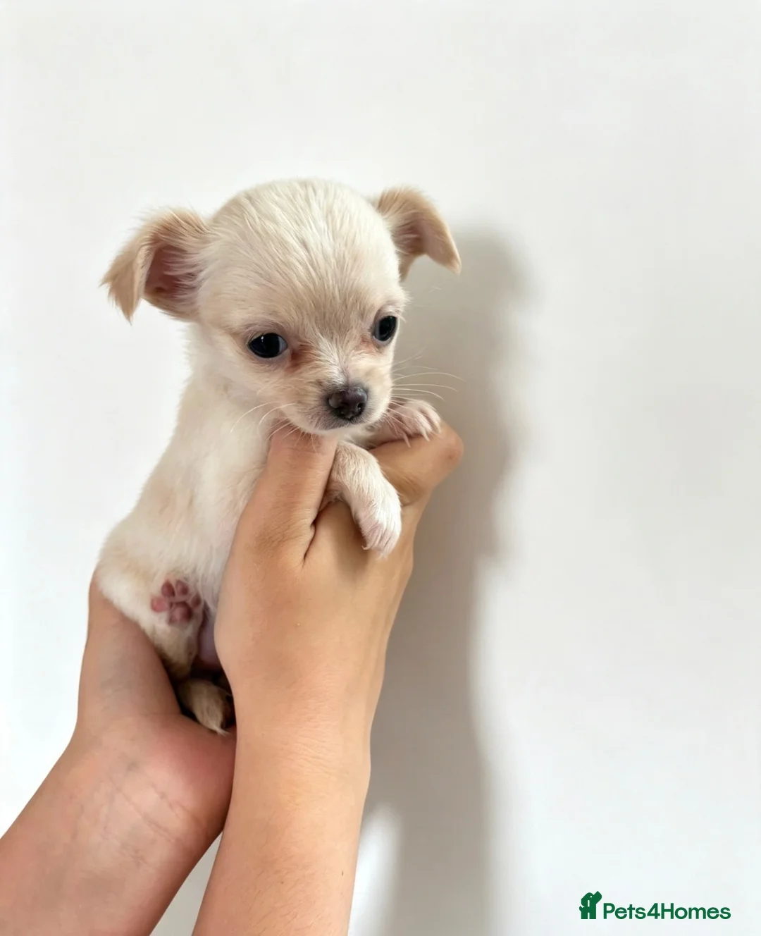 Chihuahua dogs for sale:  Chihuahuas  - Advert 18