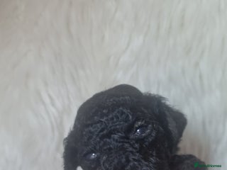 Standard Poodle dogs Exceptional Health Tested Puppies Due - Advert 2