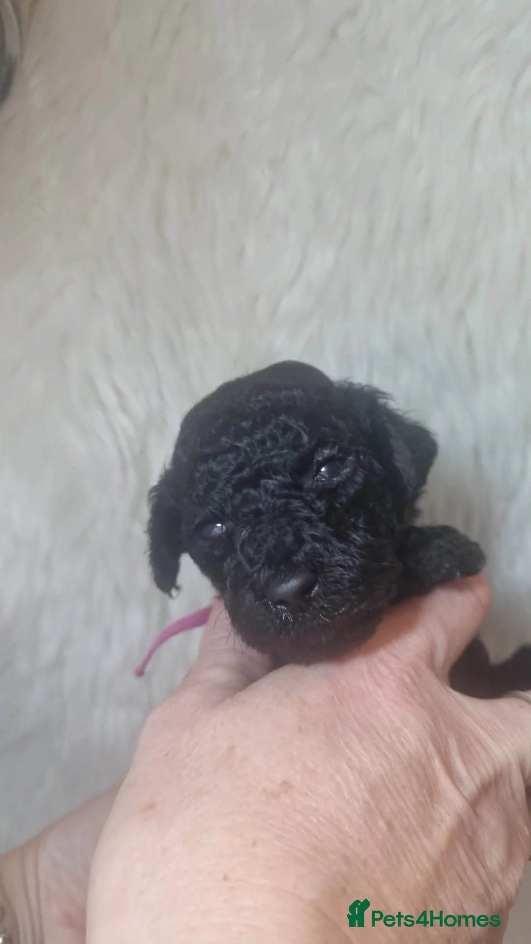 Standard Poodle dogs for sale: Exceptional Health Tested Parents 1 Girl Availabe - Advert 10