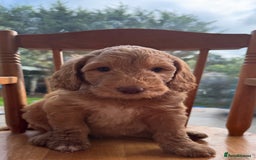 Double Doodle dogs for sale: Australian Goldendoodle puppies - Image 11