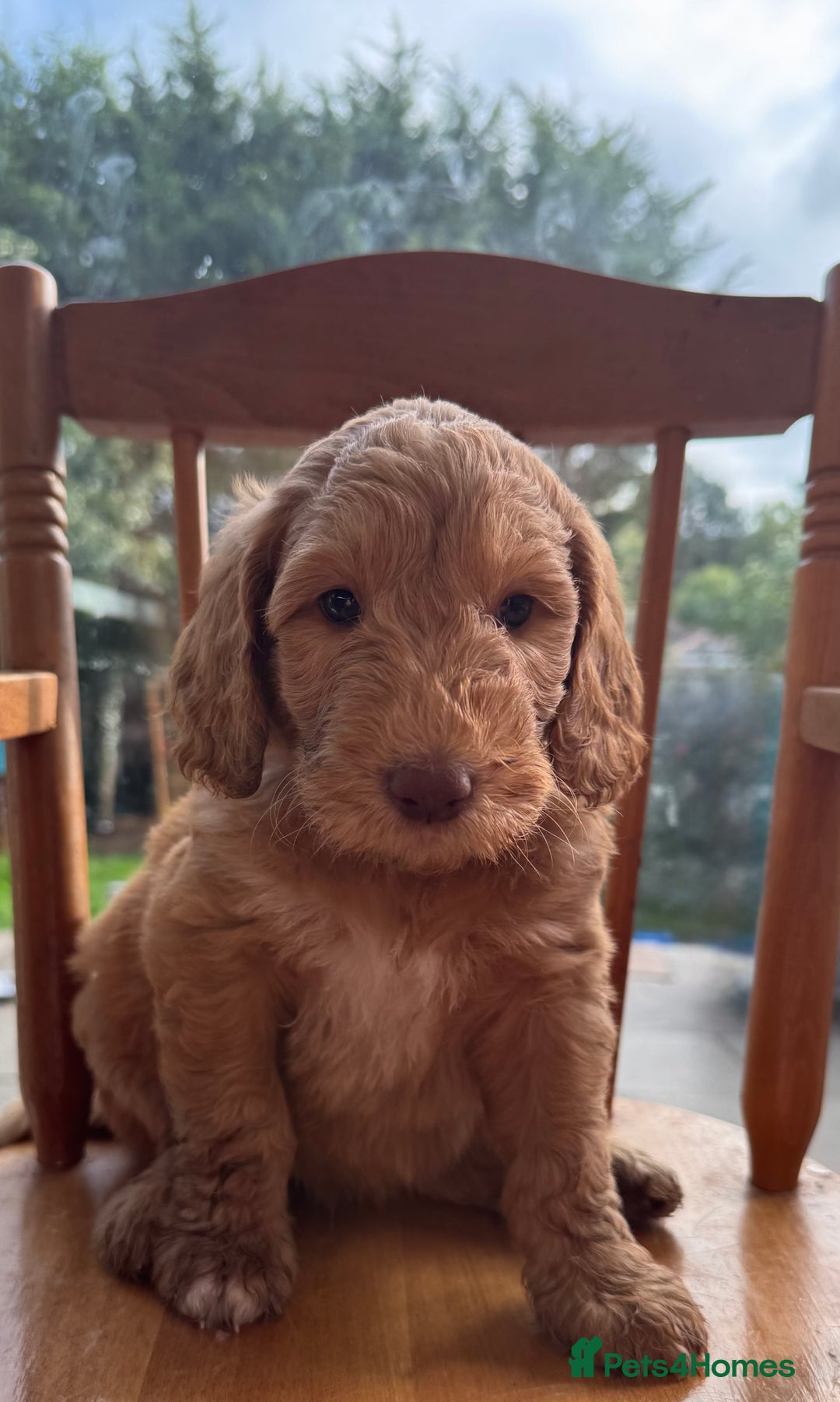 Double Doodle dogs for sale: Australian Goldendoodle puppies - Image 11