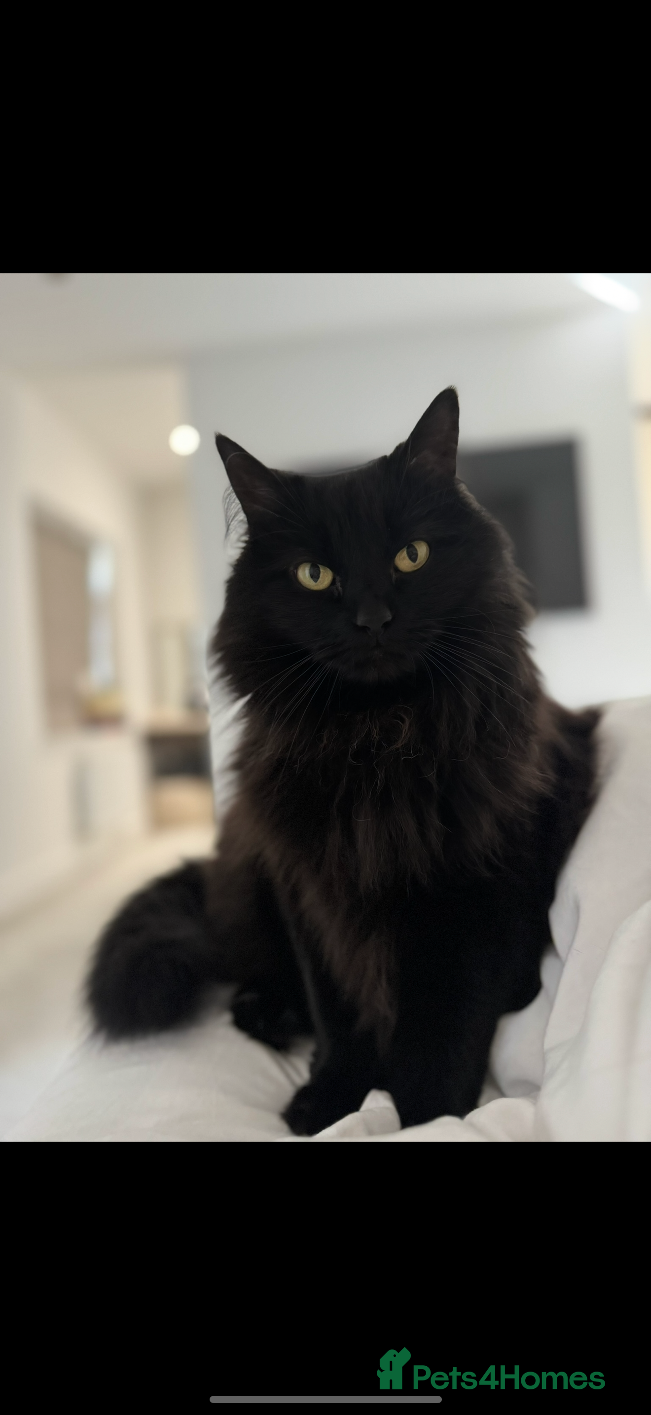 Mixed Breed cats Half ragdoll for rehoming  - Advert 1