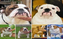 English Bulldog dogs for sale: 🐾 Pedigree Bulldog Puppies 🐾 - Image 5