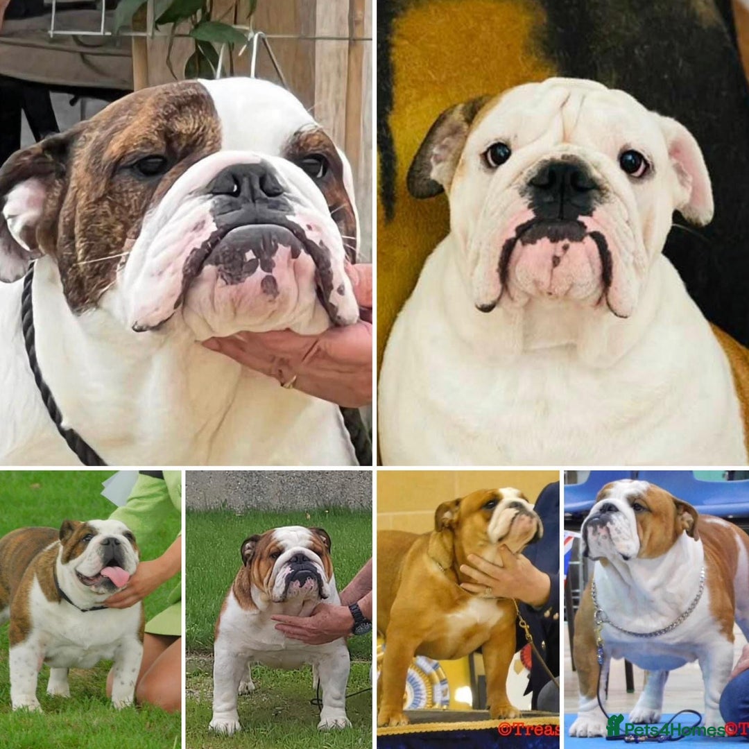 English Bulldog dogs for sale: 🐾 Pedigree Bulldog Puppies 🐾 - Image 5