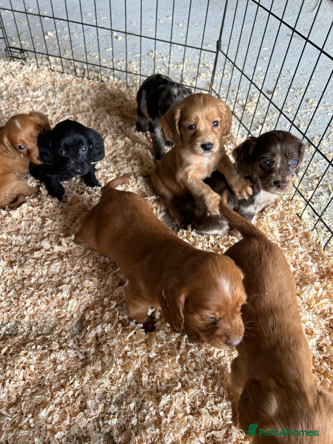 Cocker Spaniel dogs for sale: Cocker spaniel puppies  - Image 4