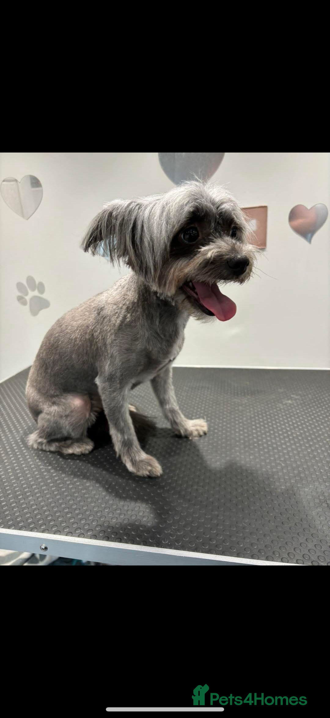 Chorkie dogs for sale: Chorkie - Advert 3