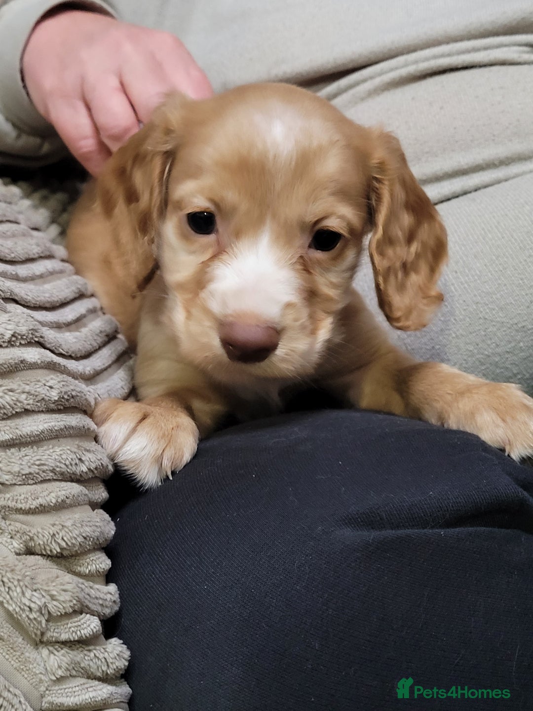 Cocker Spaniel dogs for sale: KC registered Working Cocker Spaniel puppies.  - Advert 3