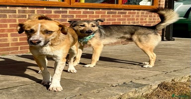 German Shepherd dogs - Advert 5