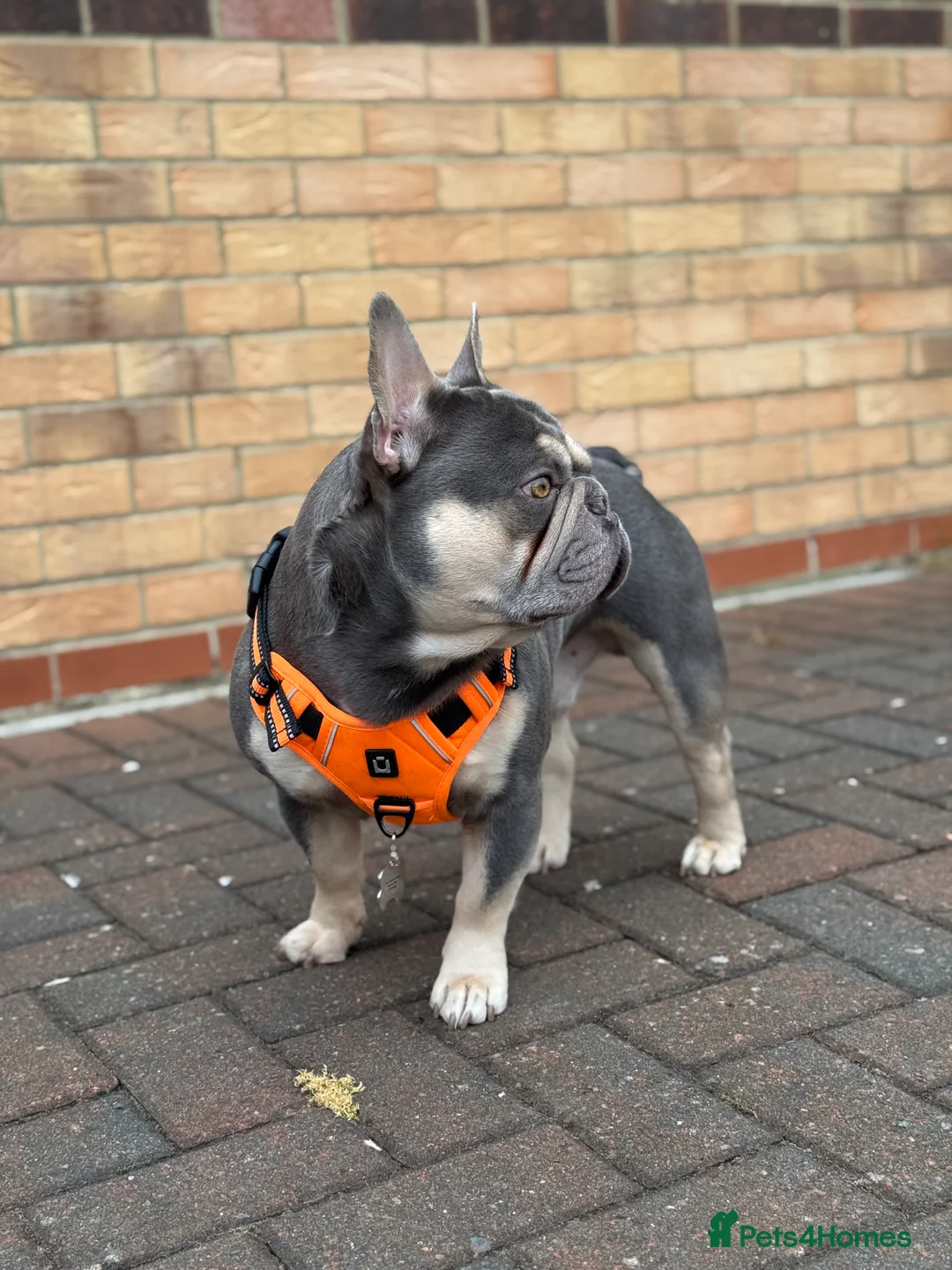 French Bulldog dogs for stud: L4 FLUFFY STUD - LILAC & TAN in Consett - Advert 16