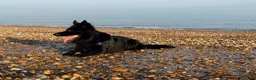 German Shepherd dogs for stud: KC Registered Exceptional Black German Shepherd - Advert 4