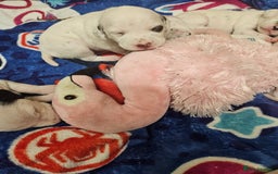 Dalmatian dogs for sale: 6 KC Dalmatian puppies Left - Image 17